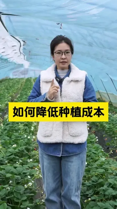 今年种草莓一定要学会控制成本，否则就会一场空！#启明大师姐 #农业种植 #草莓种植管理技术和方法 #农业技术推广 #草莓种植