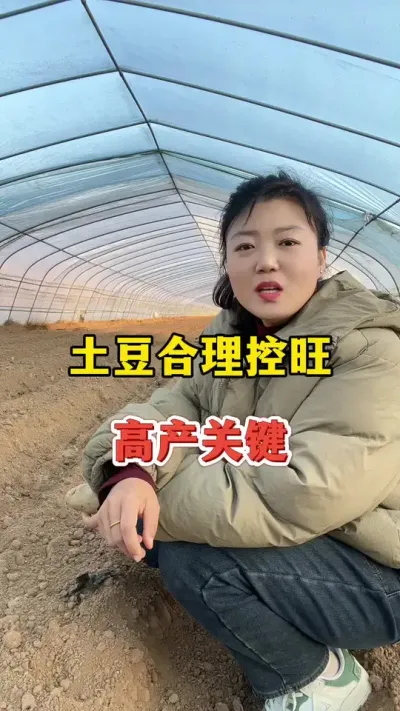 土豆合理控旺才可以达到高产#土豆高产种植 @抖音小助手