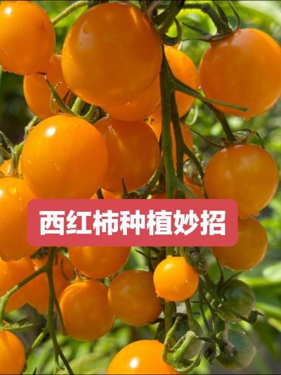 西红柿高产小妙招#农业植保 #种植小技巧 #西红柿种植