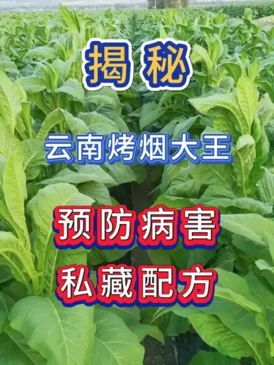 揭秘云南烤烟大王预防病害的不外传配方 #烤烟种植技术与管理 #种植小技巧 #烤烟 #烤烟种植 #烤烟病害