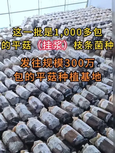 1000多包平菇挂浆枝条菌种，发往规模300万包的平菇种植基地，专车直达。#平菇种植 #平菇菌种 #食用菌栽培种 #栽培种
