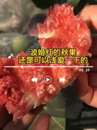 不愧是大大的波姬红，开口了我还能浅爱一下！#记录我的种植生活 #盆栽果树 #盆栽无花果 #波姬红无花果 #无花果秋果