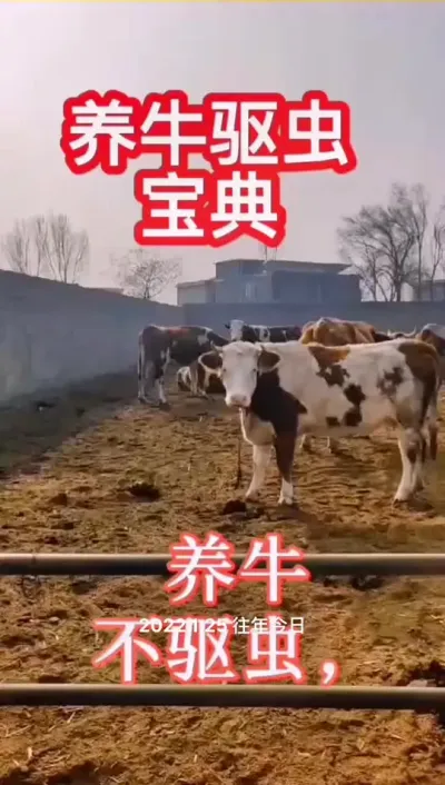 养牛不驱虫，利润没了#肉牛养殖 #西门塔尔 #全国养牛人 #西门塔尔母牛 #繁殖母牛