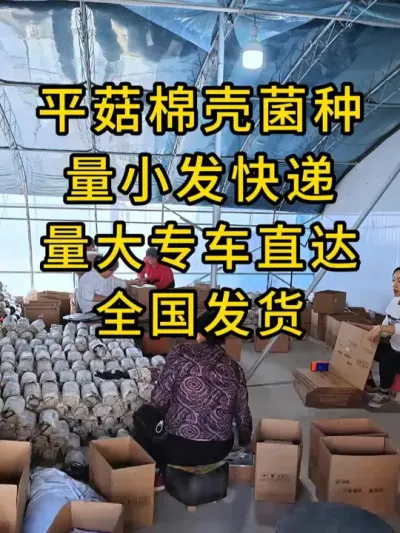 平菇棉壳菌种，量小发快递，量大专车直达，全国发货。#平菇棉壳菌种 #平菇种植 #平菇菌种 #栽培种