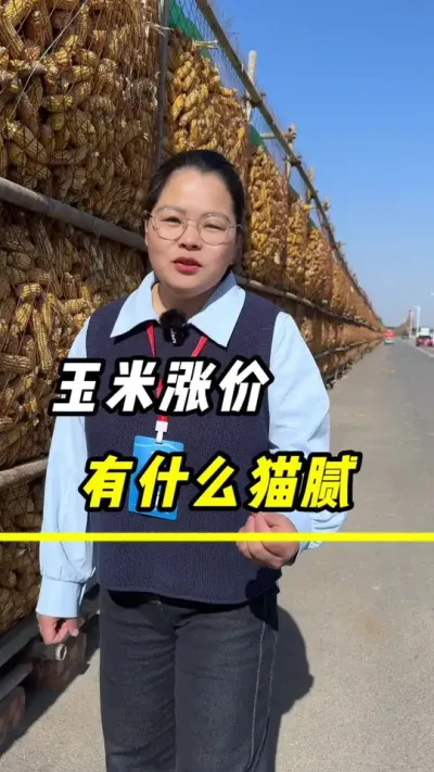 玉米涨价，有什么猫腻#玉米#玉米种植 #三农 #玉米涨价 #玉米高产