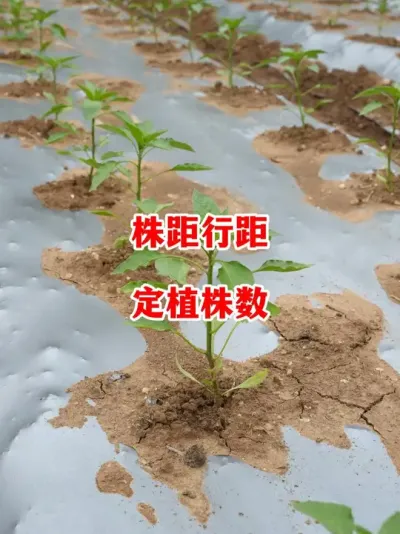 辣椒的株行距多少一亩地种多少株#辣椒种植 #辣椒 #小米辣 #线椒 #来抖音学农技