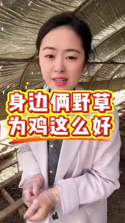 身边俩野草，喂鸡这么好 #服务三农支持三农 #鸡病防治 #抖音养鸡人 #养殖小妙招 #鸡鸭鹅