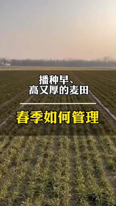 播种早、高又厚的麦田，春季如何管理？ @#田间地头走一走 #小麦 #农民种地不容易
