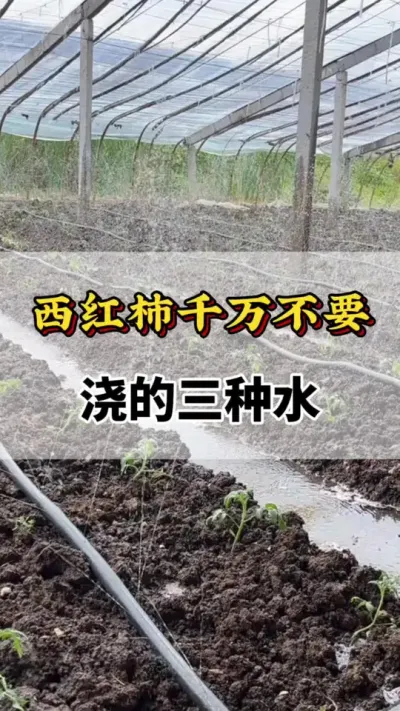 西红柿千万不要浇这三种水#番茄种植方法及管理技术 #分享农业知识帮农民增产增收 #番茄浇水 #西红柿种植技术与管理法 #西红柿种植技术