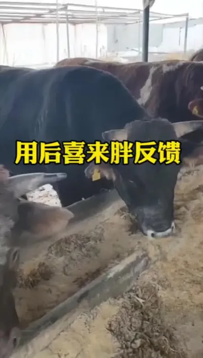 用后喜来胖的真实反馈#科学喂养 #肉牛养殖 #全国养牛人 #西门塔尔 #养殖户