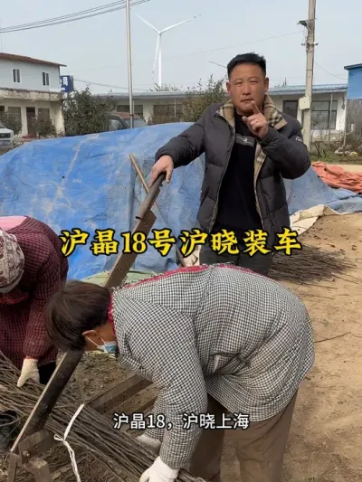 #分享农业知识帮农民增产增收 #服务三农支持三农 #抖音助农 #农业技术推广 #新品种梨苗 @抖音小助手 @抖音热点宝 @抖音创作小助手