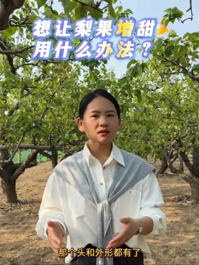 如何让果子提高糖度？视频有点长，大家耐心看完。#来抖音学农技 #梨树 #增甜 #果树管理 #抖音助农