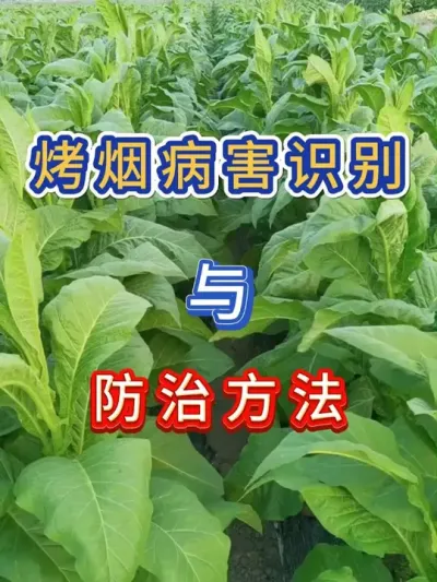 种植烤烟的病害识别与防治方法 种植烤烟的病害识别与防治方法#烤烟种植技术与管理 #烤烟 #抖音三农 #服务三农支持三农 #农业种植
