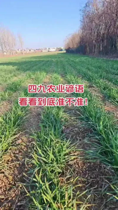 四九农谚预测未来天气#农业谚语 #农业种植技术 #小麦 #种地人 #服务三农