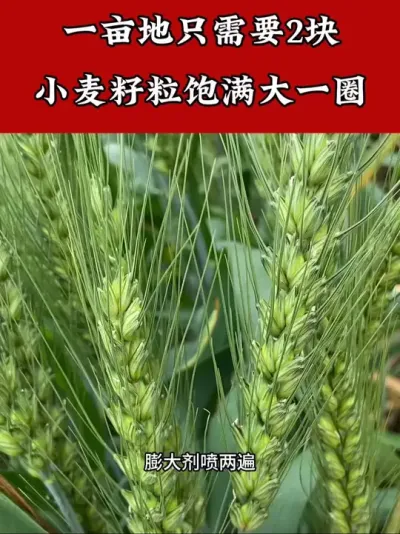 小麦高产苄氨烷醇少不了一亩地只需要2块增产增收几百斤 #小麦高产技术 #苄氨烷醇 #小麦种植管理技术 #小麦增产 #小麦种植