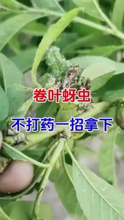卷叶蚜虫，不用打药一招拿下#桃树种植#蚜虫防治#防虫颗粒#桃树管理 #分享农业知识帮农民增产增收