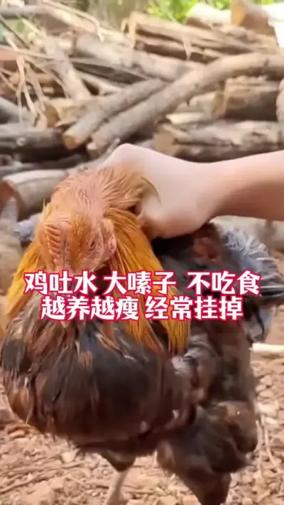 鸡吐水大嗉子不吃食，越养越瘦经常挂掉怎么办#养鸡#鸡病防治#鸡鸭鹅养殖#养鸡妙招#科学养鸡