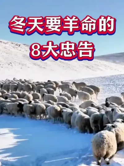 冬天要羊命的8大忠告 #养羊 #养羊人 #新手养羊 #牛羊养殖