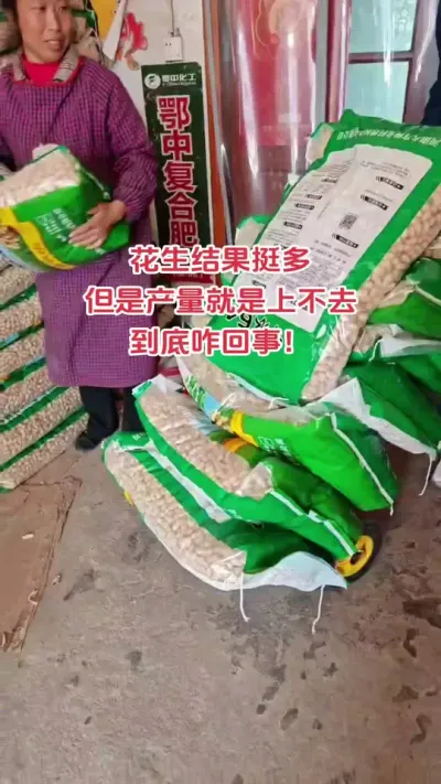 花生结果不少，但是产量就是不超千，到底咋回事#花生 #种植 #抖音助农 #新农人# 关注我了解更多农业知识