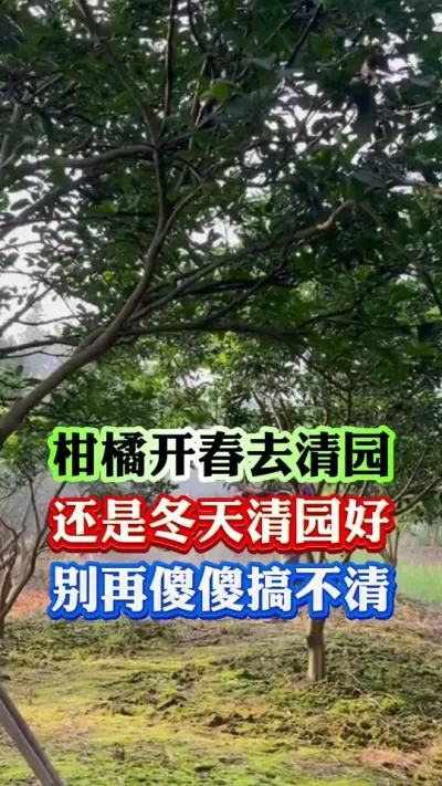 到底是开春清园还是冬天清园#果树种植 #果树管理 #果园管理 #病虫害防治