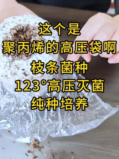平菇种植，枝条菌种高压灭菌纯种培养菌丝健壮，小黄车可直接下单。#平菇种植 #平菇菌种 #食用菌栽培种 #栽培种