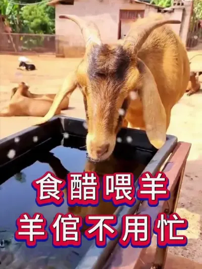 食醋喂羊，羊倌不用忙 #养羊 #养羊人 #新手养羊 #牛羊养殖