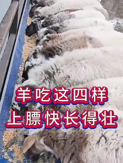 羊吃这四样上膘快长得壮 #养羊 #养羊人 #新手养羊