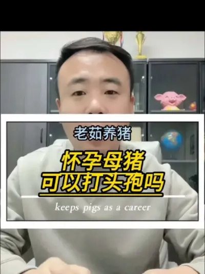 怀孕母猪能不能打头孢？当然可以啦。#养猪 #养猪知识#母猪#创作灵感
