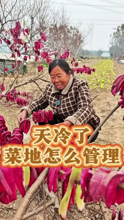 天冷了菜地怎么管理 天冷了菜地怎么管理#每天分享蔬菜种植技巧 #蔬菜种植 #生菜杨姐 #跟着杨姐学种菜 @DOU+小助手