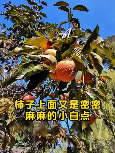 柿子上密密麻麻小白点咋办 #柿子树 #蚧壳虫 #果树管理