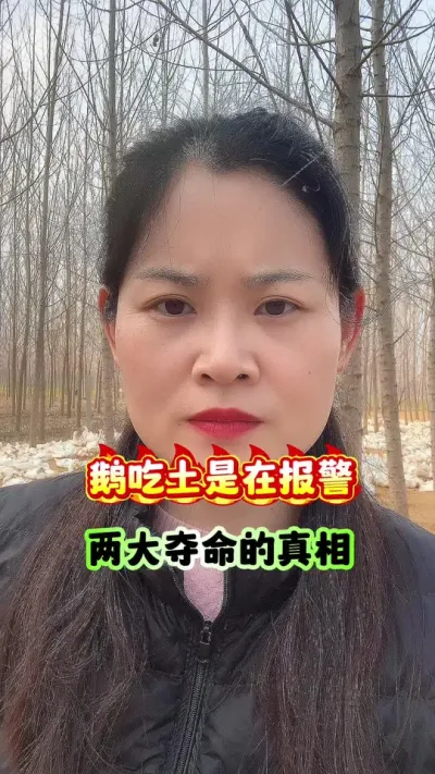鹅吃土是在报警，两大夺命的真相。#养鹅人 #养鹅技术分享 #养鹅 #每天分享养殖技术和经验 #狮头鹅
