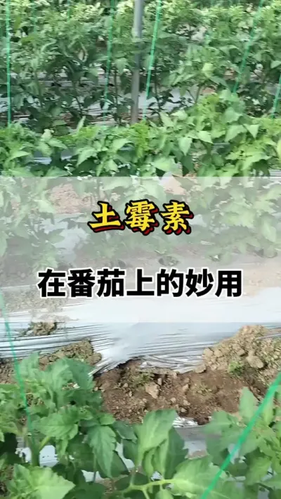 土霉素，在番茄上的妙用#番茄种植方法及管理技术 #西红柿种植技术 #番茄种植 #分享农业知识帮农民增产增收 #西红柿的种植技术