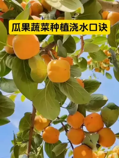 瓜果蔬菜种植浇水原则#服务三农支持三农 #三农种植 #每天分享蔬菜种植技巧 #新农人计划