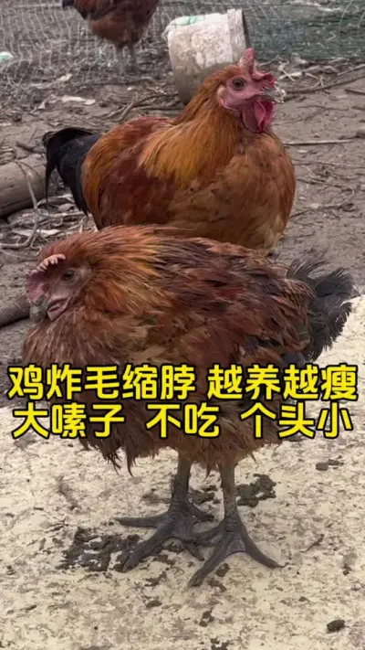 鸡炸毛缩脖越养越瘦，大嗉子不吃食个头小，经常挂掉怎么办#一线兽医工作者 #养鸡#散养土鸡#养鸡妙招