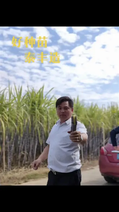 你知道甘蔗为什么那么甜吗？因为我们种甘蔗的和挖甘蔗的人，把苦吃完了，剩下甜的都留给你们了。我们太难了[捂脸][捂脸][捂脸]#甘蔗 #种植户 #农业人 #三农