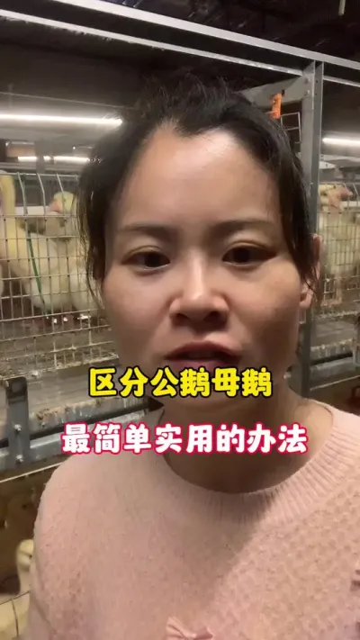 区分公鹅母鹅最简单实用的方法。#养鹅人 #养鹅技术分享 #每天分享养殖技术和经验 #狮头鹅 #养鹅