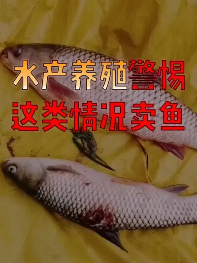 #水产人  注意了！#水产养殖  有这类情况的塘口，要尽快卖鱼！ #水产养殖技术  #水产