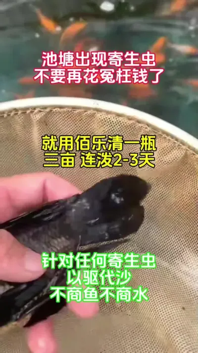 池塘有寄生充，你就用它就行了 #鱼苗养殖 #高密度养殖 #鱼塘过冬 @抖加🔥上热门🔥dou+🔥热点宝