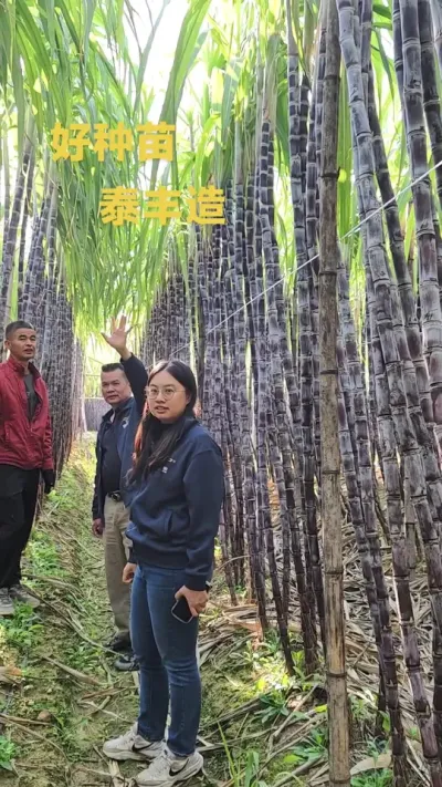 泰丰黑皮直种苗在广东。#三农种植 #甘蔗 #种植 #优质种苗 #农业 
