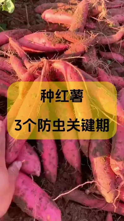 种红薯3个防虫关键期#红薯种植#地下害虫防治 #防虫颗粒 #红薯种植技巧 #红薯高产