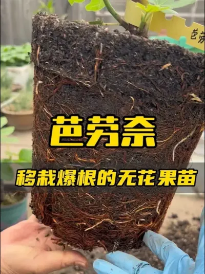 今天给爆根的芭劳奈换个大点的房子，之前委屈它了。希望今年结果多多哦，对这个品种我还是很有信心的，出果很快！我已经看到果芽咯！#记录我的种植生活 #盆栽果树 #无花果生长过程 #芭劳奈无花果 #扦插无花