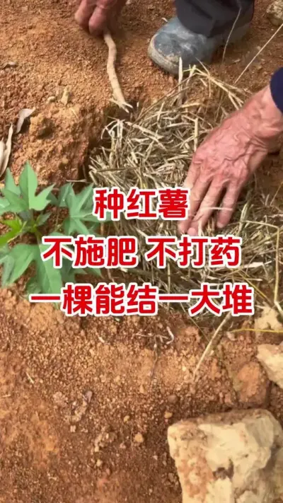 种红薯不施肥不打药，一棵能结一大堆#红薯种植#红薯管理#红薯高产#红薯大丰收#分享农业知识帮农民增产增收