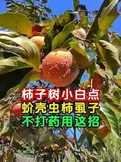 柿子树小白点怎么办 #柿子树 #果树管理 #柿虱子 #今日三农爆款