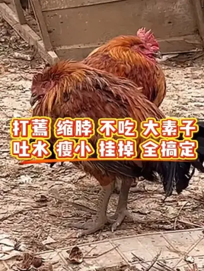 家家养鸡家家有，养殖户一定要注意 #科学养鸡 #鸡鸭鹅养殖 #鸡病防治 #家禽养殖 #养殖小妙招