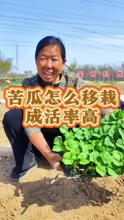 苦瓜怎么种成活高 苦瓜苗怎么移栽成活率高#苦瓜种植 #蔬菜种植 #蔬菜苗 #生菜杨姐@DOU+小助手