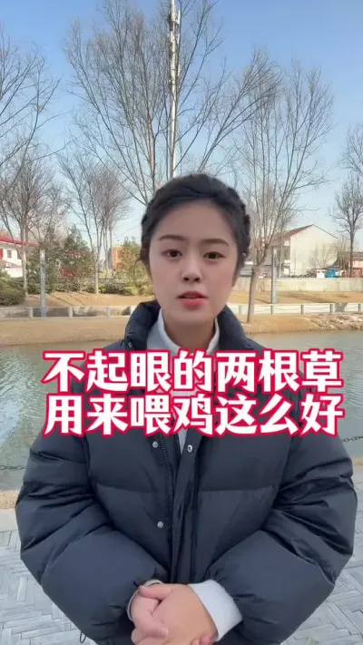 不起眼的两根草，用来喂鸡这么好 #科学养鸡 #鸡病防治 #养殖小妙招 #家禽养殖 #服务三农支持三农