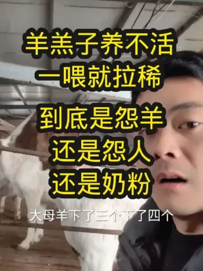 #养羊 #养羊人 #羔羊奶粉 #羔羊奶粉正确喂养方法