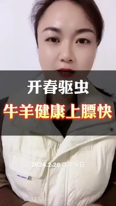 开春驱虫，牛羊健康上膘快#西门塔尔 #肉牛养殖 #养殖户 #科学养殖