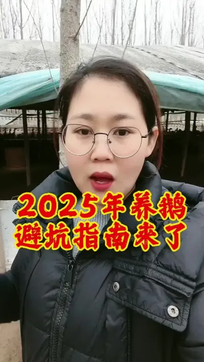 2025年养鹅避坑指南#养鹅 #养鹅人 #鹅 #新手养鹅 #养鹅技术分享