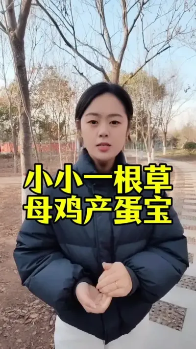 小小一根草，母鸡产蛋宝#养鸡#散养土鸡#养鸡妙招#科学养鸡#鸡鸭鹅养殖
